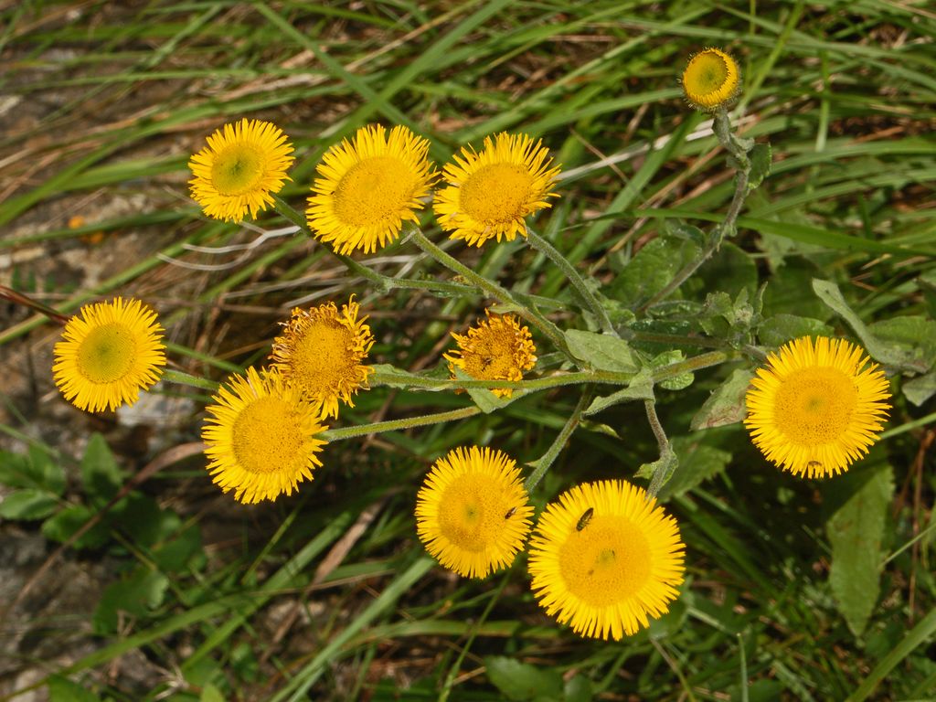 Pulicaria odora / Incensaria odorosa